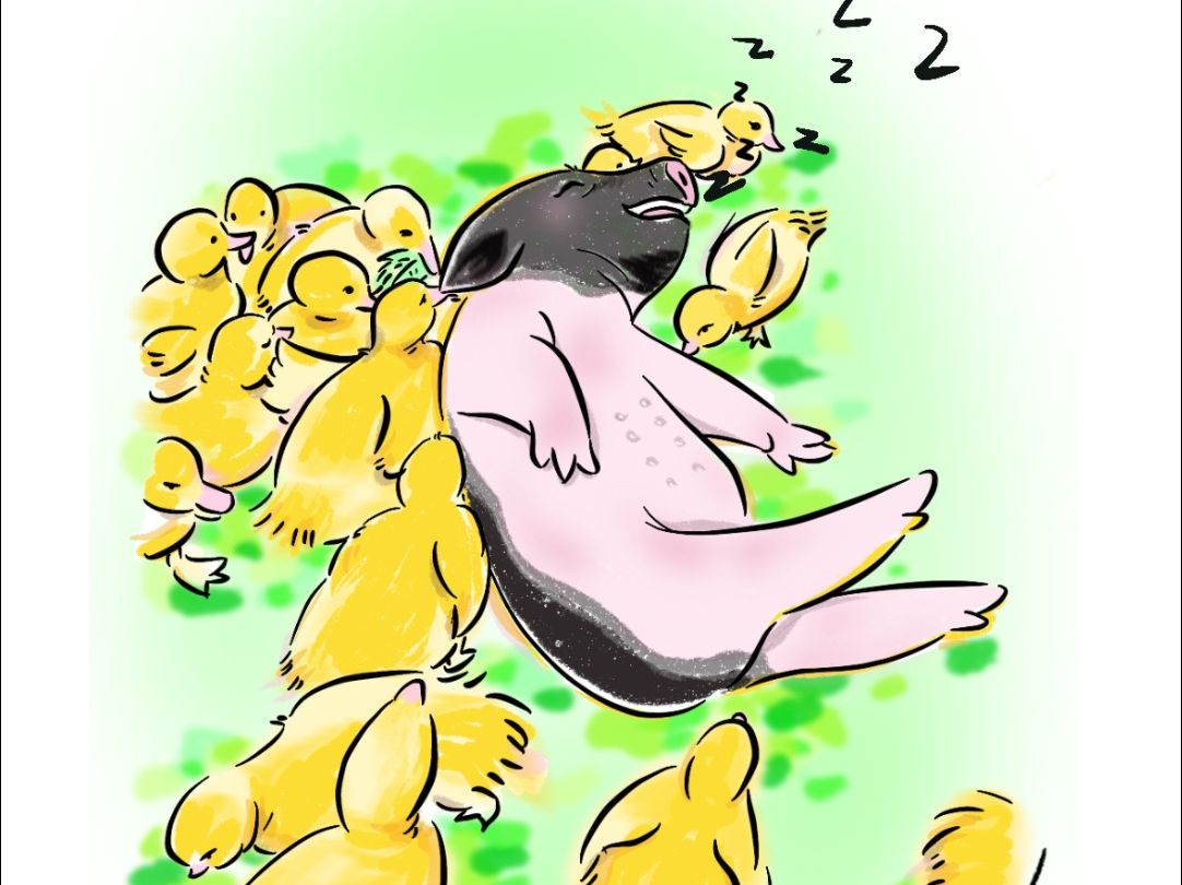 你们见过睡觉会打呼噜的小猪吗?