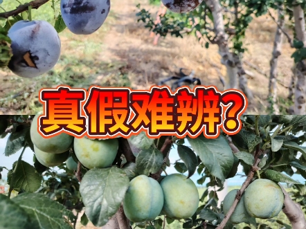 德国晚熟西梅艾琳娜