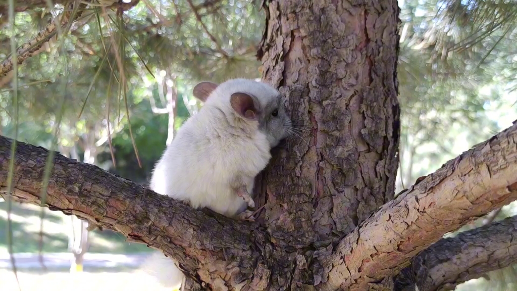 "风吹又日晒,自由又自在,小龙猫上树!