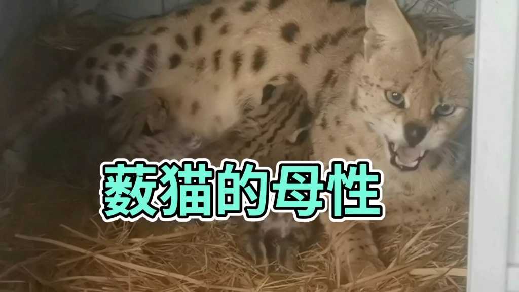 薮猫母性本能反应哔哩哔哩bilibili