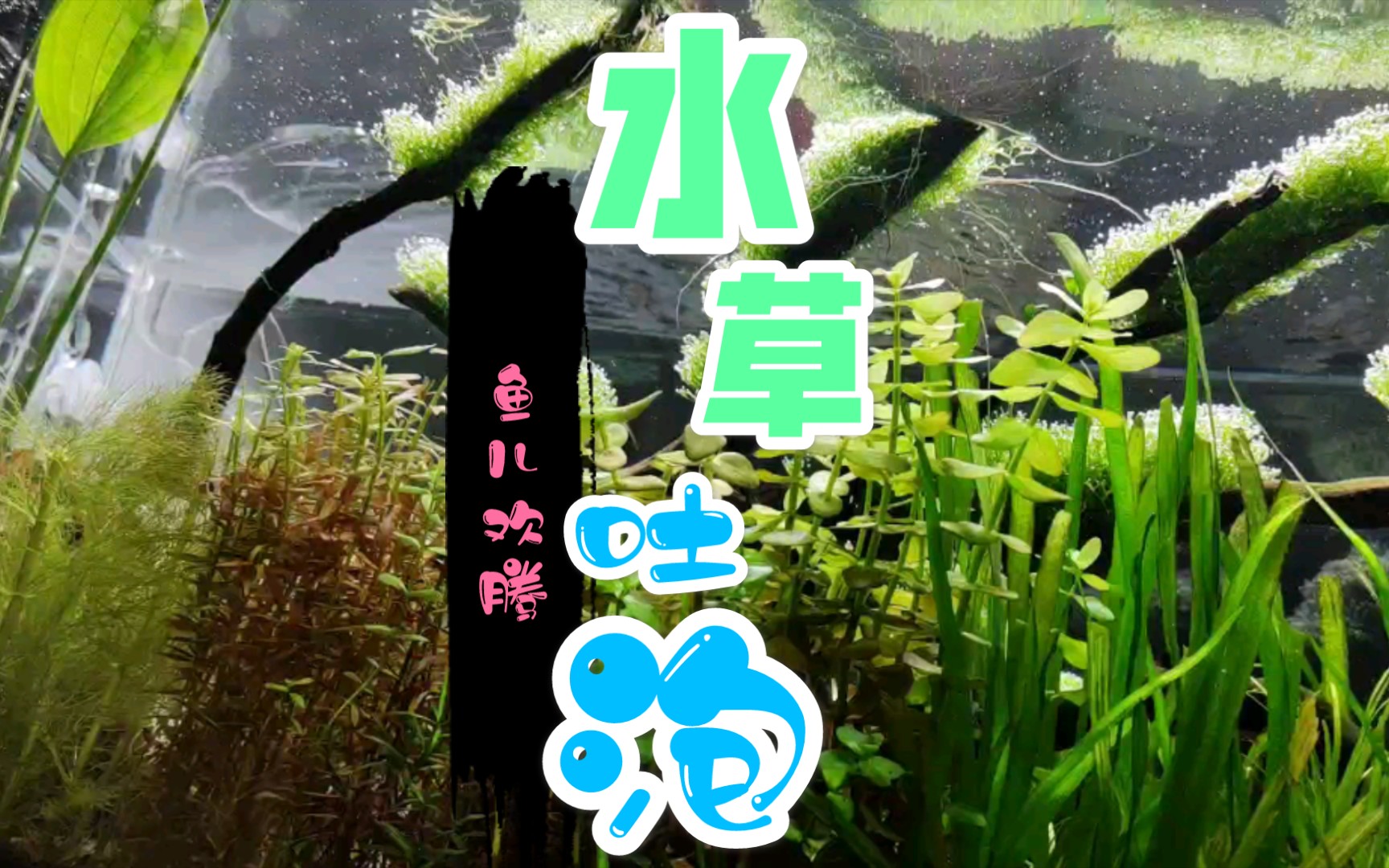 水草缸修剪後的水草瘋狂吐泡泡魚兒遊的歡快