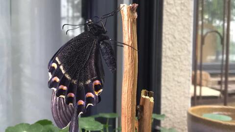 蝴蝶 碧凤蝶羽化过程十倍速 哔哩哔哩 つロ干杯 Bilibili