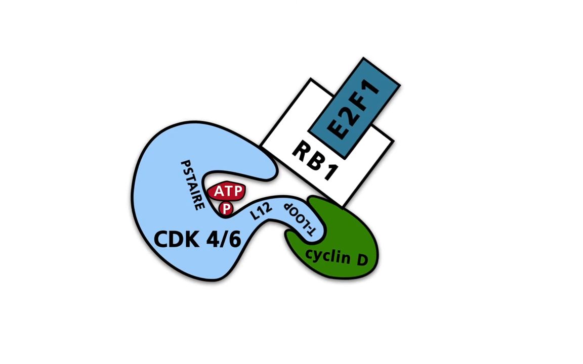 the cell cycle - part 2: cyclins, cyclin depen