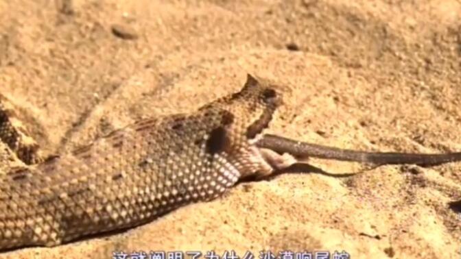 红色响尾蛇/-哔哩哔哩_bilibili