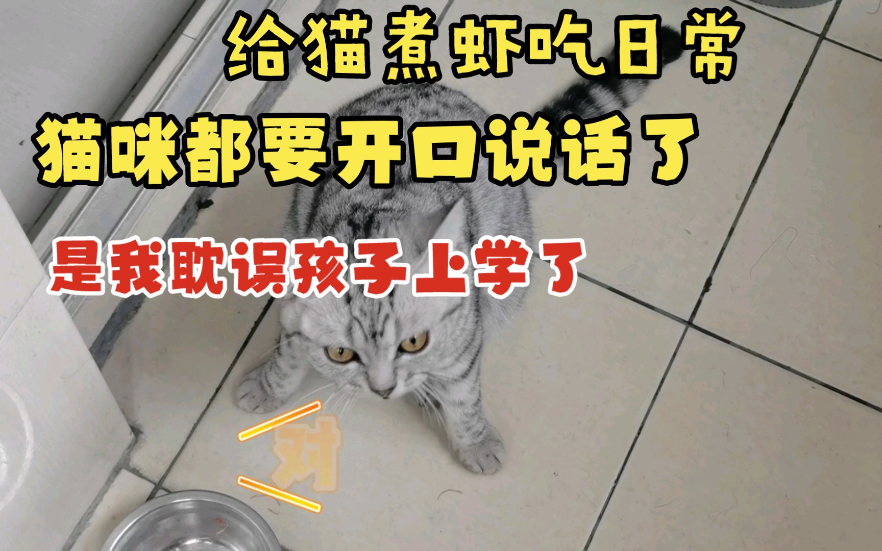 给猫煮虾吃日常:猫咪都要开口说话了,是我耽误孩子上学了哔哩哔哩bilibili