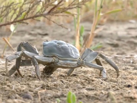 新疆塔克拉玛干沙漠螃蟹上市了,不但有螃蟹,海鲜也很多
