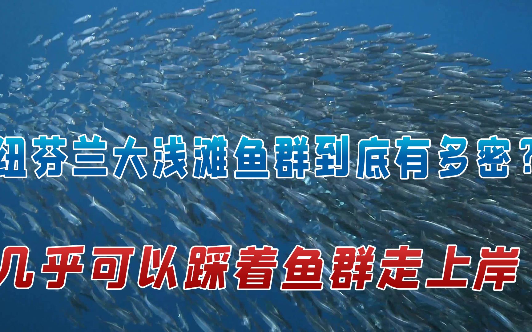 欧洲人表示:这里的鱼群非常稠密,几乎可以踩着鱼群的背走上岸哔哩哔哩bilibili