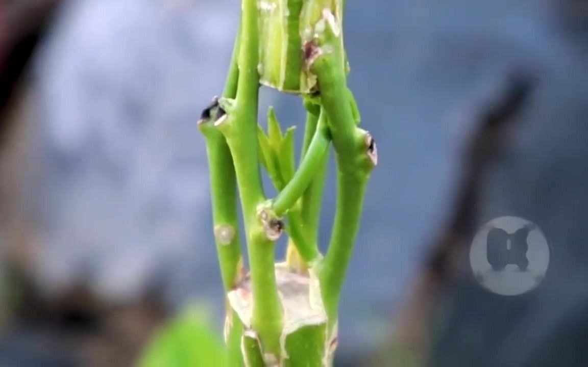 花盆裡面種草莓小盆景好看又好吃罕見的嫁接方法中空嫁接兩個枝條園藝