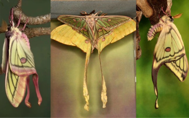 月神蛾之间杂交出的奇特个体