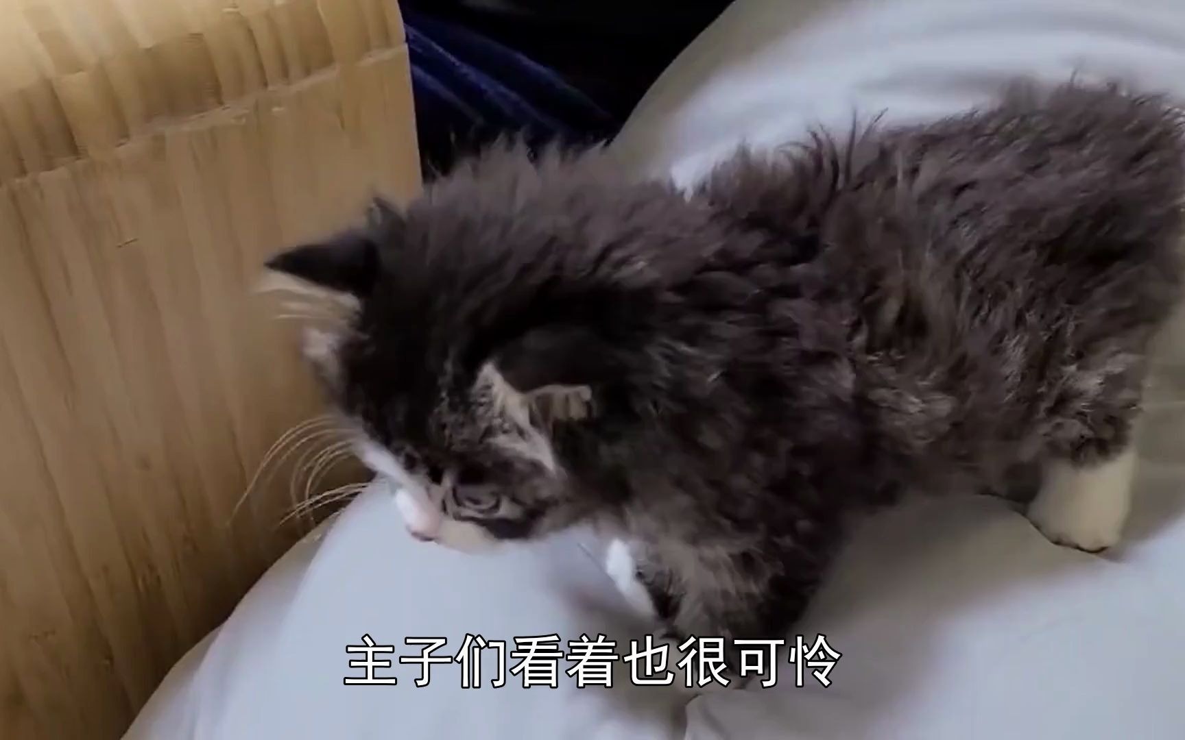 猫咪得了猫癣怎么办,猫癣是什么菌哔哩哔哩bilibili