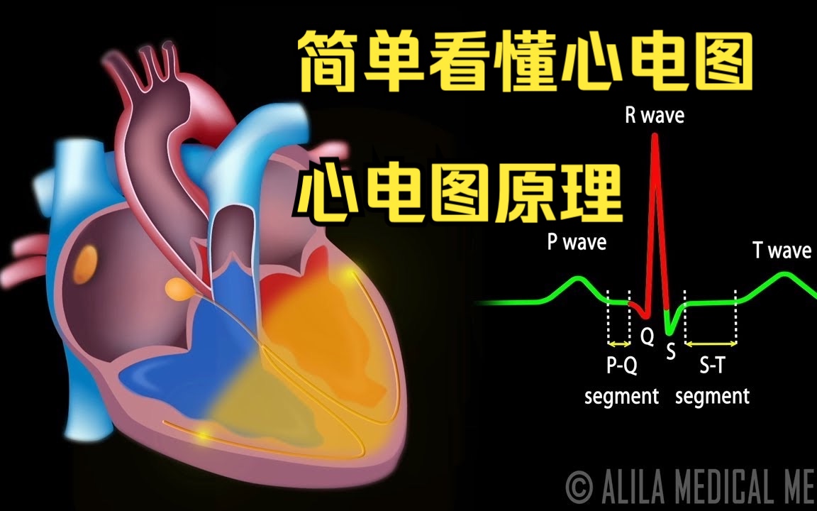 【油管 英文版医学】心电图初识 简简单单看懂心电图原理哔哩哔哩bilibili