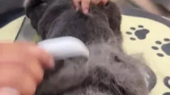 买到了一个巨下毛的梳子！
