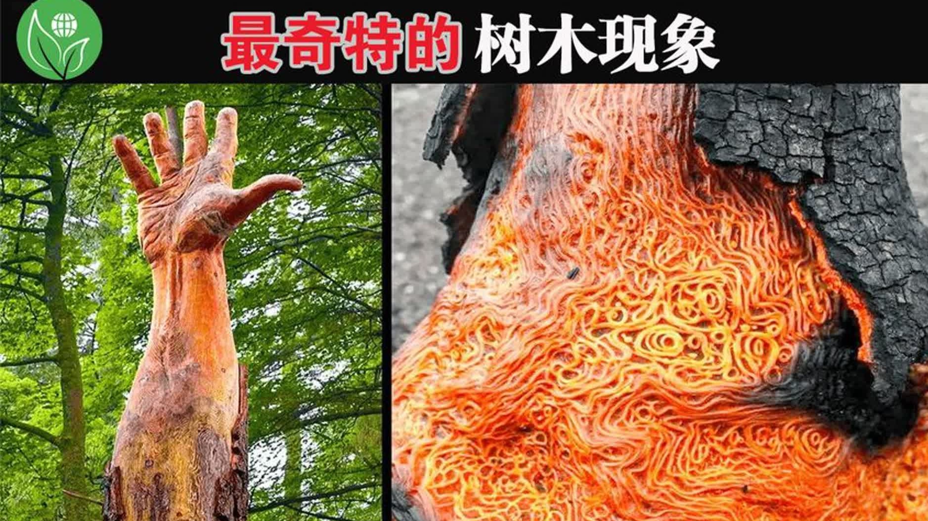 世界上这些最奇特的树,简直让人叹为观止!