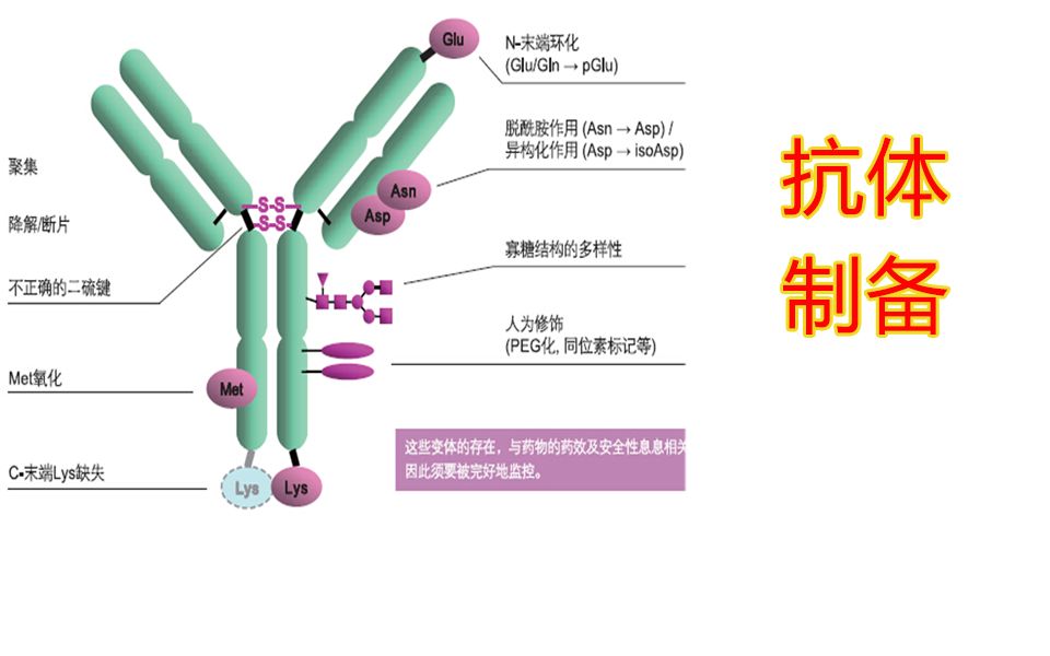 【实验】抗体制备技术原理,贮存,纯化,单克隆抗体,多克隆抗体,基因工程抗体,嵌合抗体 改型抗体 小分子抗体 噬菌体抗体 双功能抗体 催化抗体哔哩...