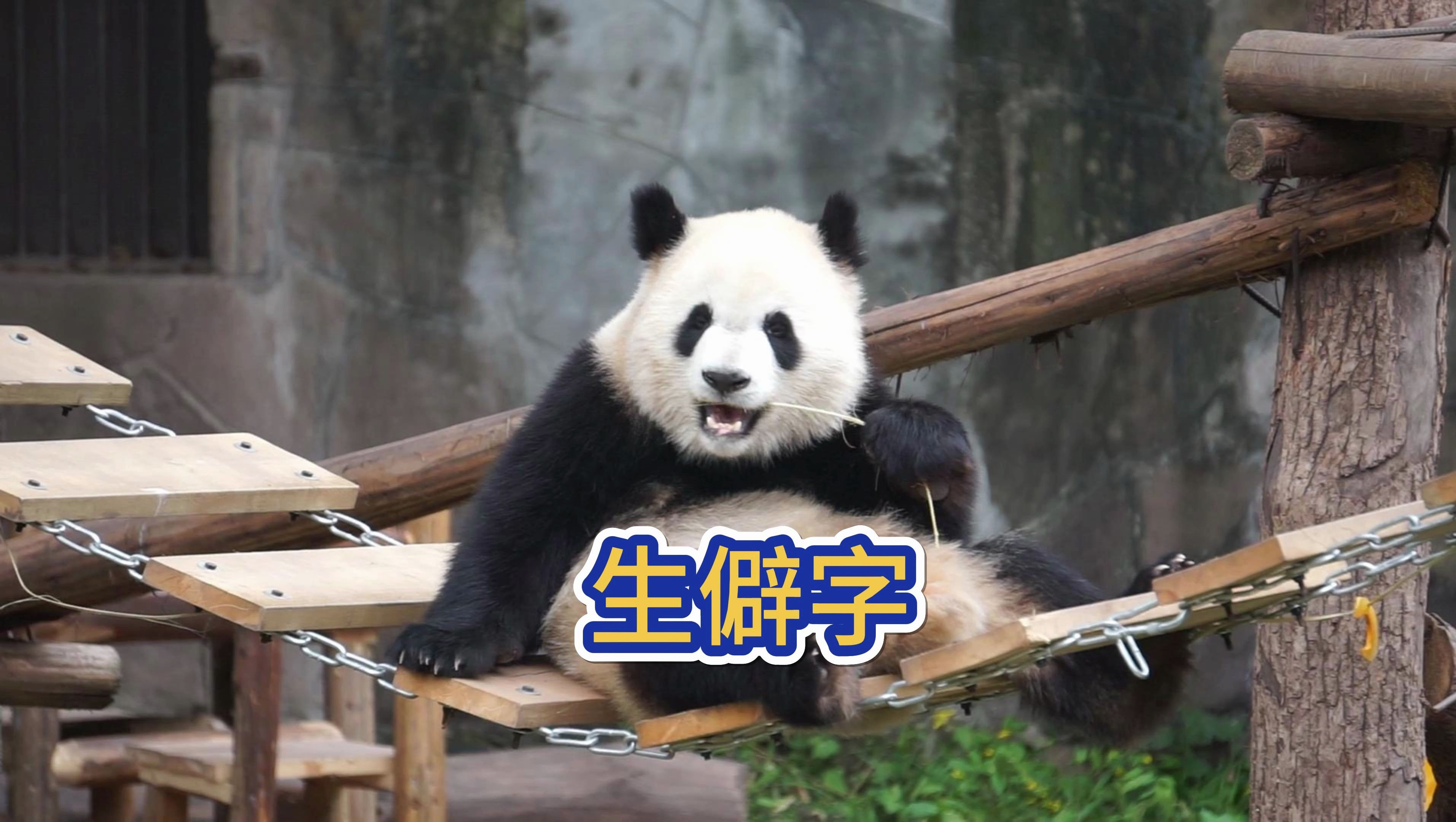 《生僻字》快来了跟着渝爱,莽辰辰,莽小五一起学习