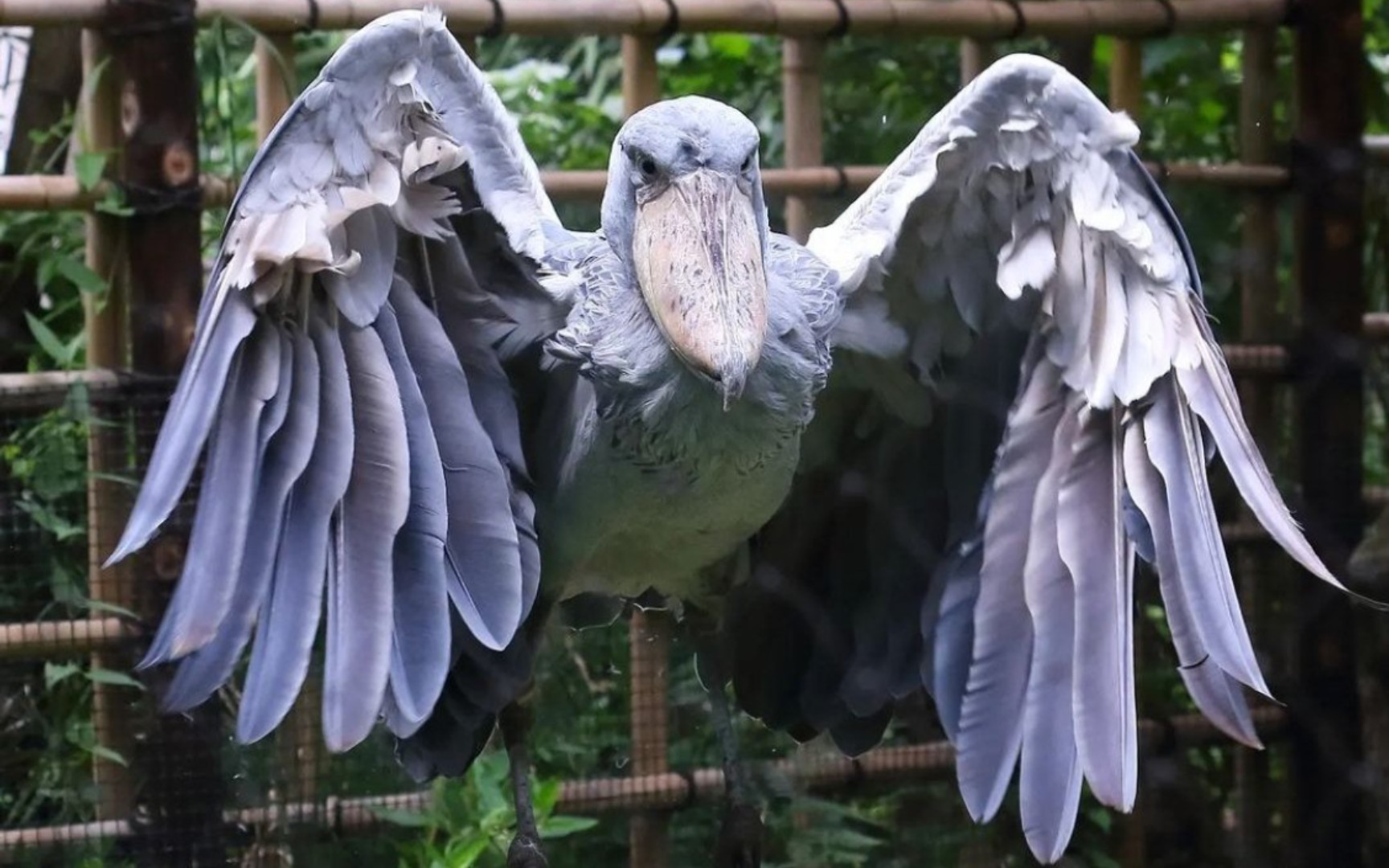 呆呆萌萌鲸头鹳