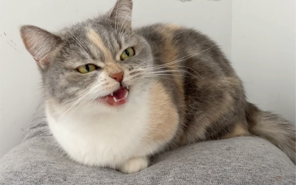 元宵节,小猫咪疯狂暗示我