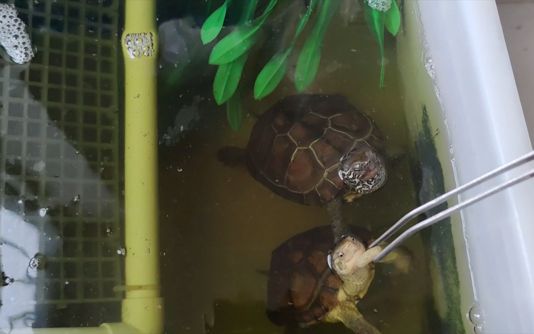 北方阳台养龟喂龟