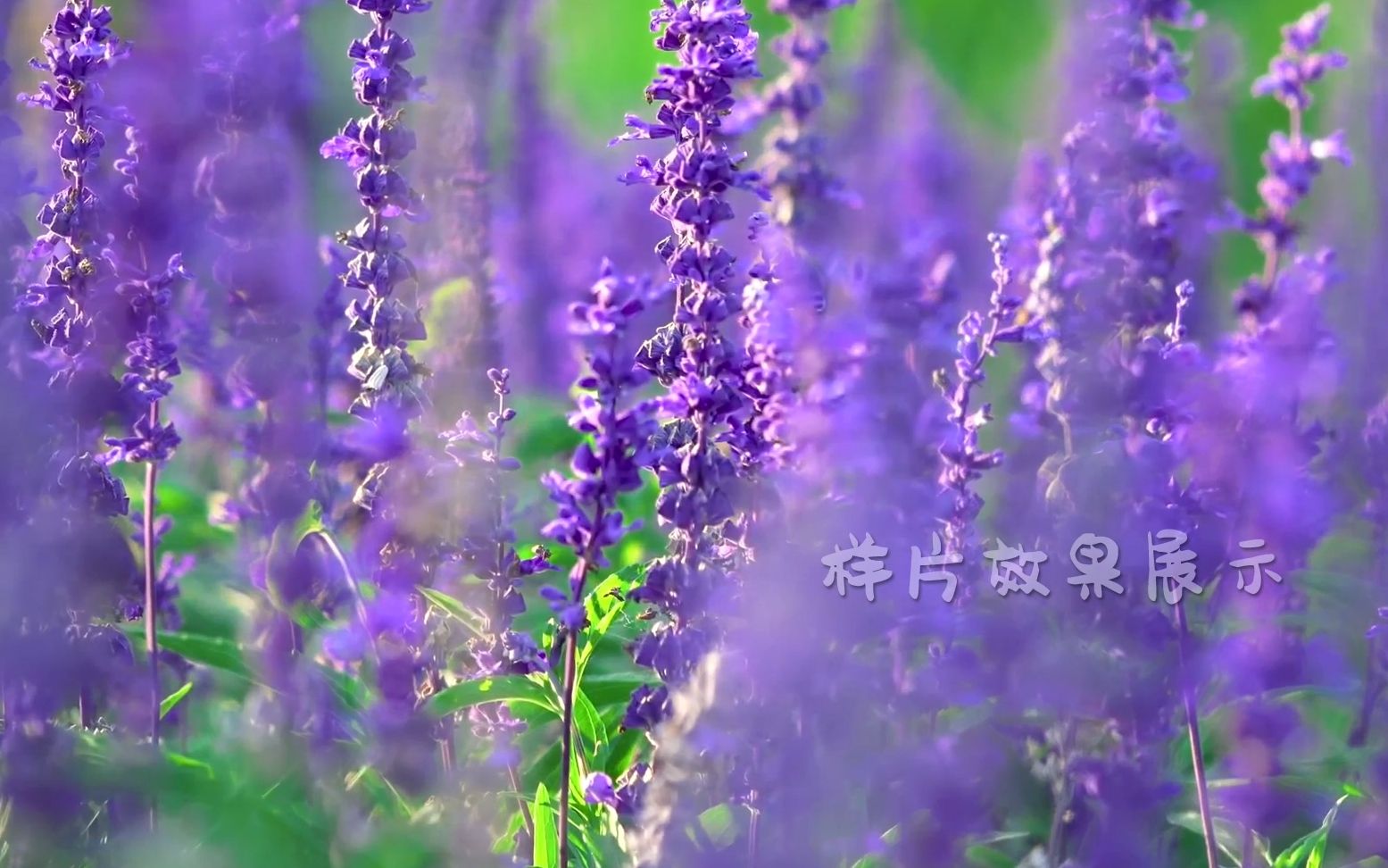 [图]e698 大自然花开桃花樱花梨花太阳花向日葵荷花莲花春天鲜花盛开花朵绽放唯美阳光万物复苏六一儿童节诗歌朗诵比赛民族舞蹈大屏幕舞台LED背景视频素材