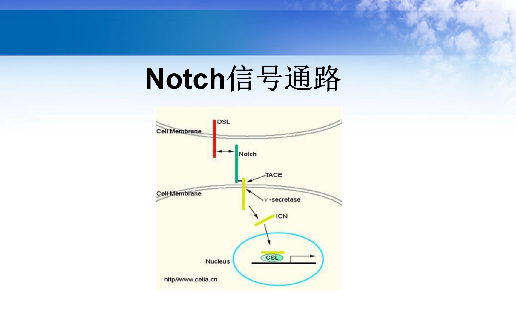 notch信号通路机制图图片