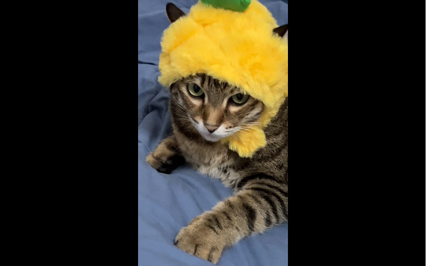 菠萝头狸花猫:想刀人的眼神是藏不住的