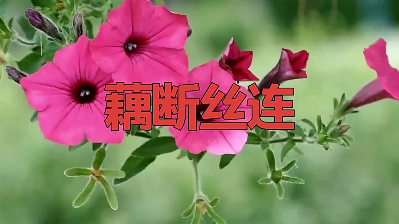 陈瑞一曲《藕断丝连》,简直听多少次都不会腻哔哩哔哩bilibili