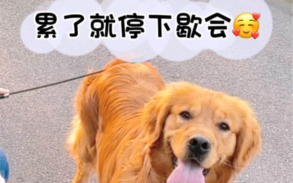 累了就停下歇会儿吧06#金毛 #狗狗 #萌宠出道计划 #铲屎官的乐趣