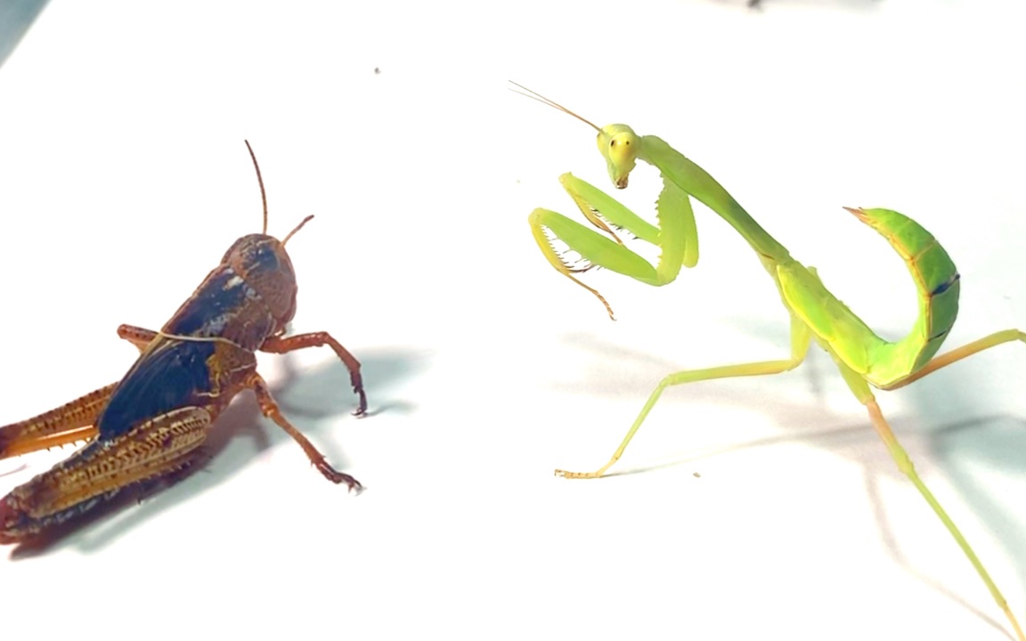 螳螂vs 蝗虫,史上最怂螳螂丢人_哔哩哔哩_bilibili