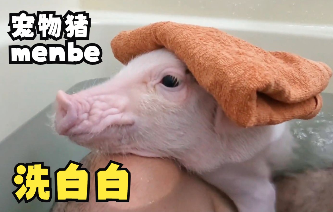 [menbe] 宠物猪洗白白