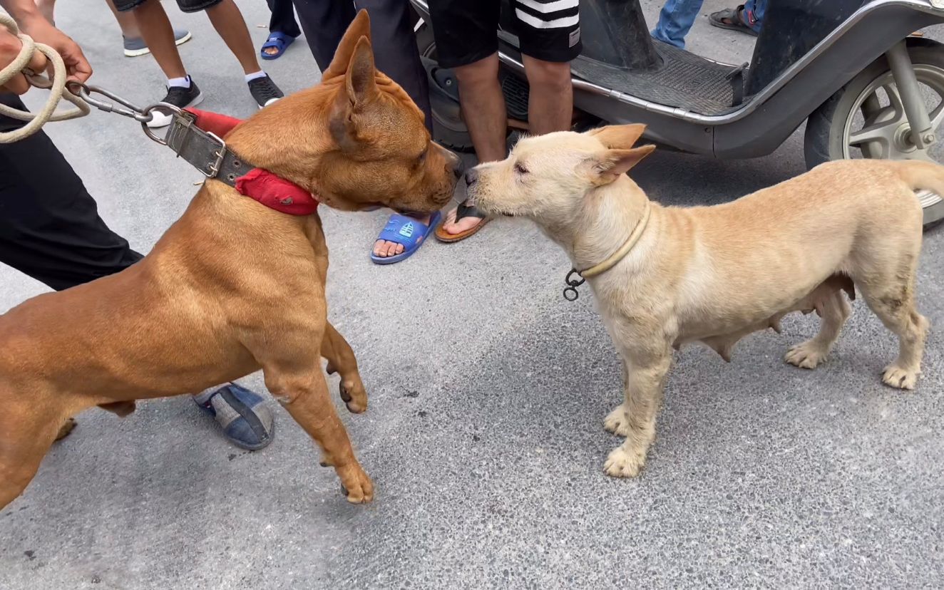 身价过万的广西杂斗犬,气势捏得紧紧的,同类见到都要俯首称臣!