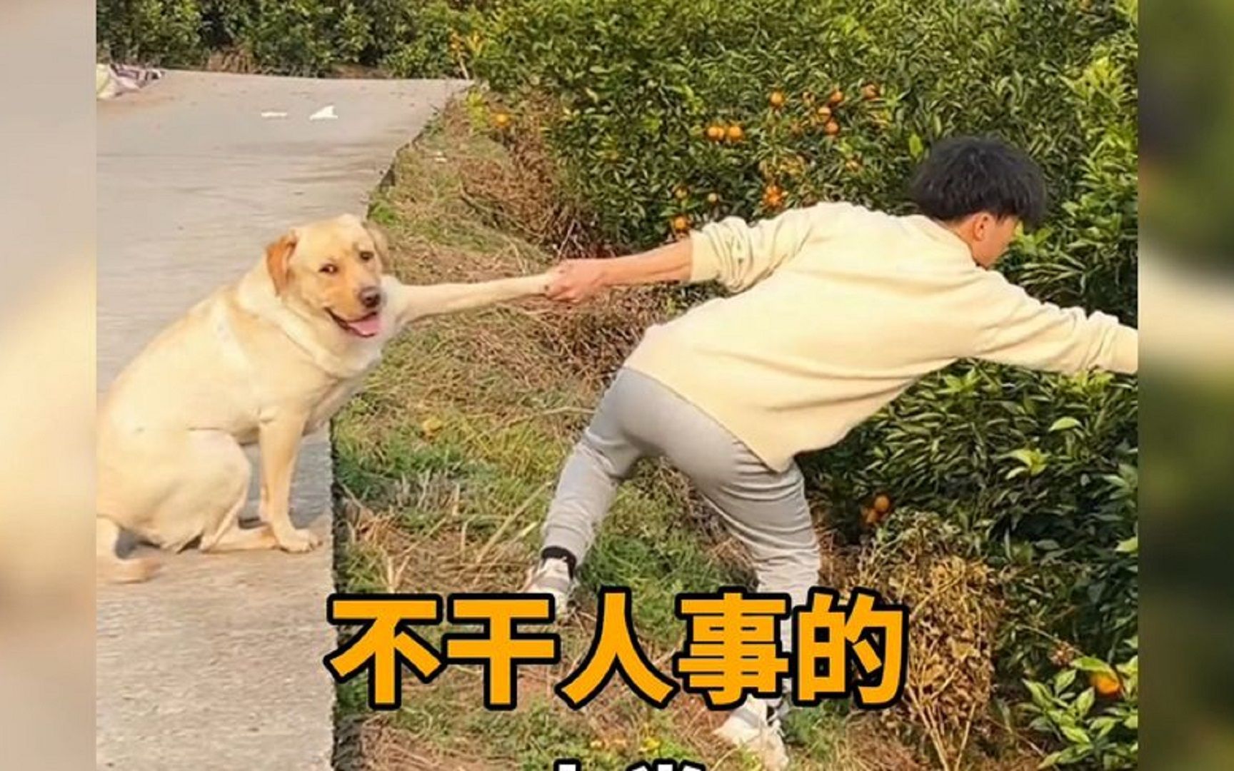 不干人事的人类,太损了