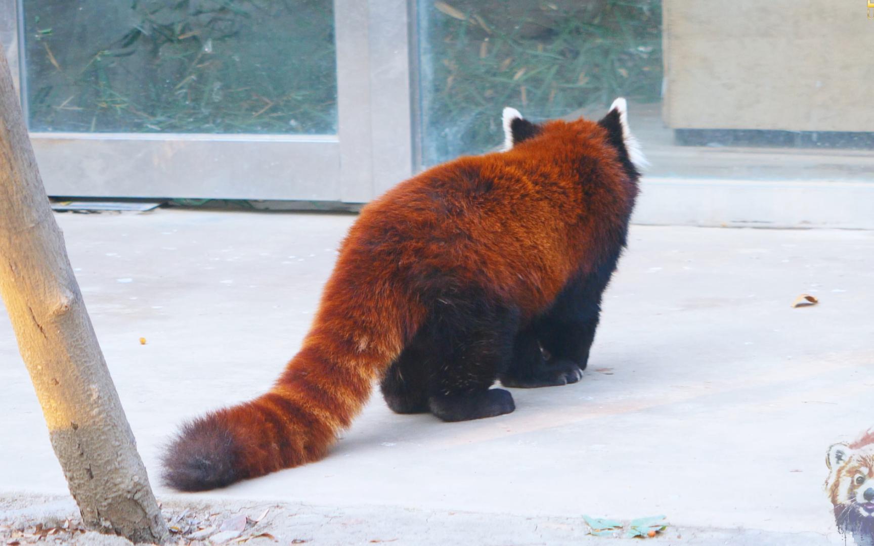 小熊猫的尾巴图片大全图片