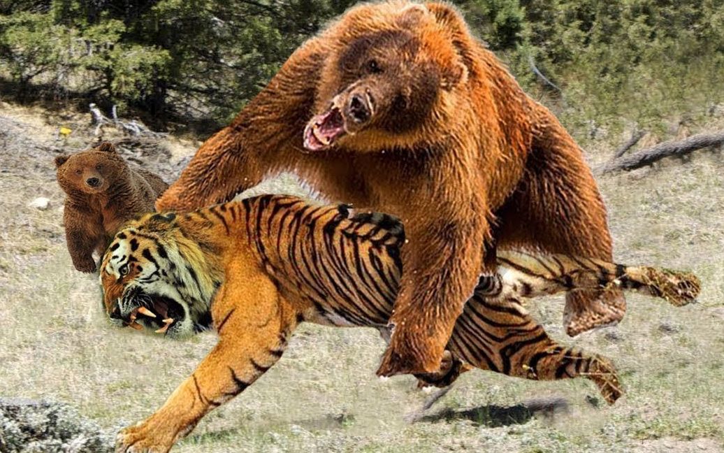 陆地上最凶猛的食肉动物,东北虎大战棕熊,场面太激烈了