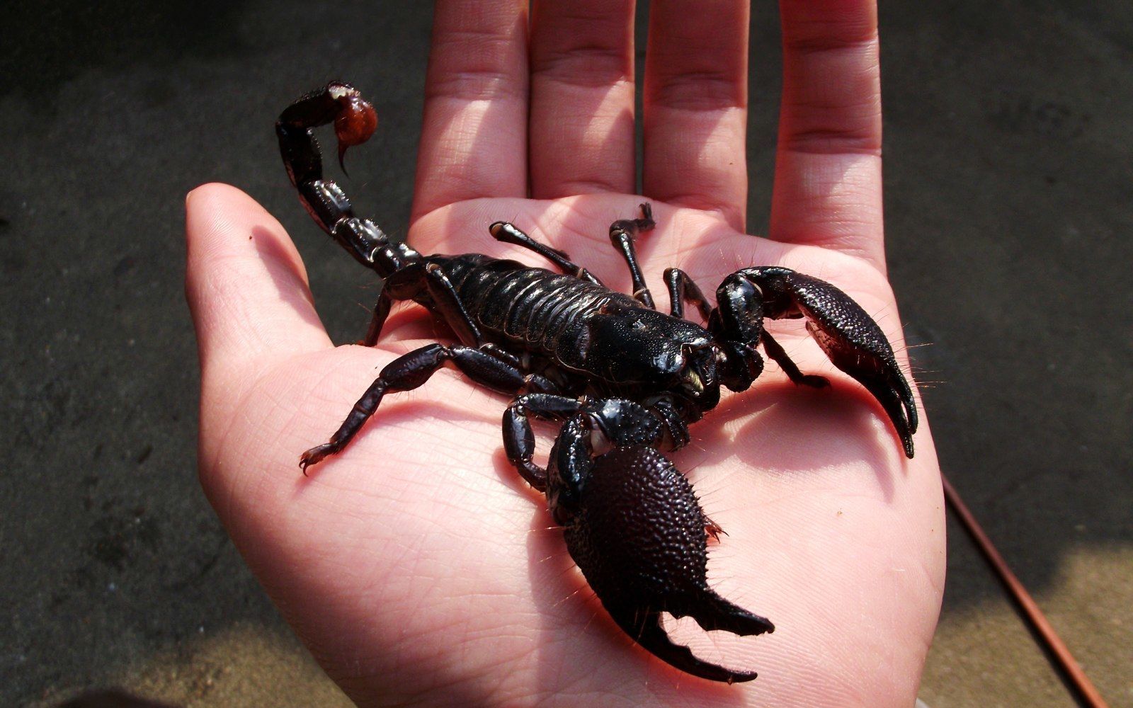 《非洲帝王蝎,300多元的大餐竟然吃出了《帝王蟹》的味道?