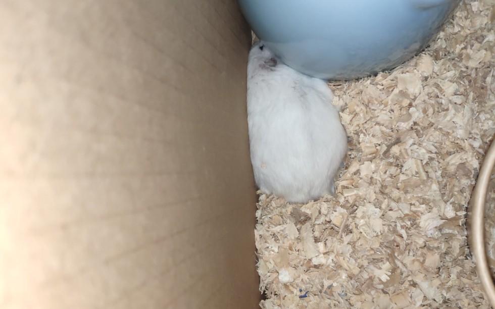 【仓鼠】鼠一的装死表演_哔哩哔哩_bilibili