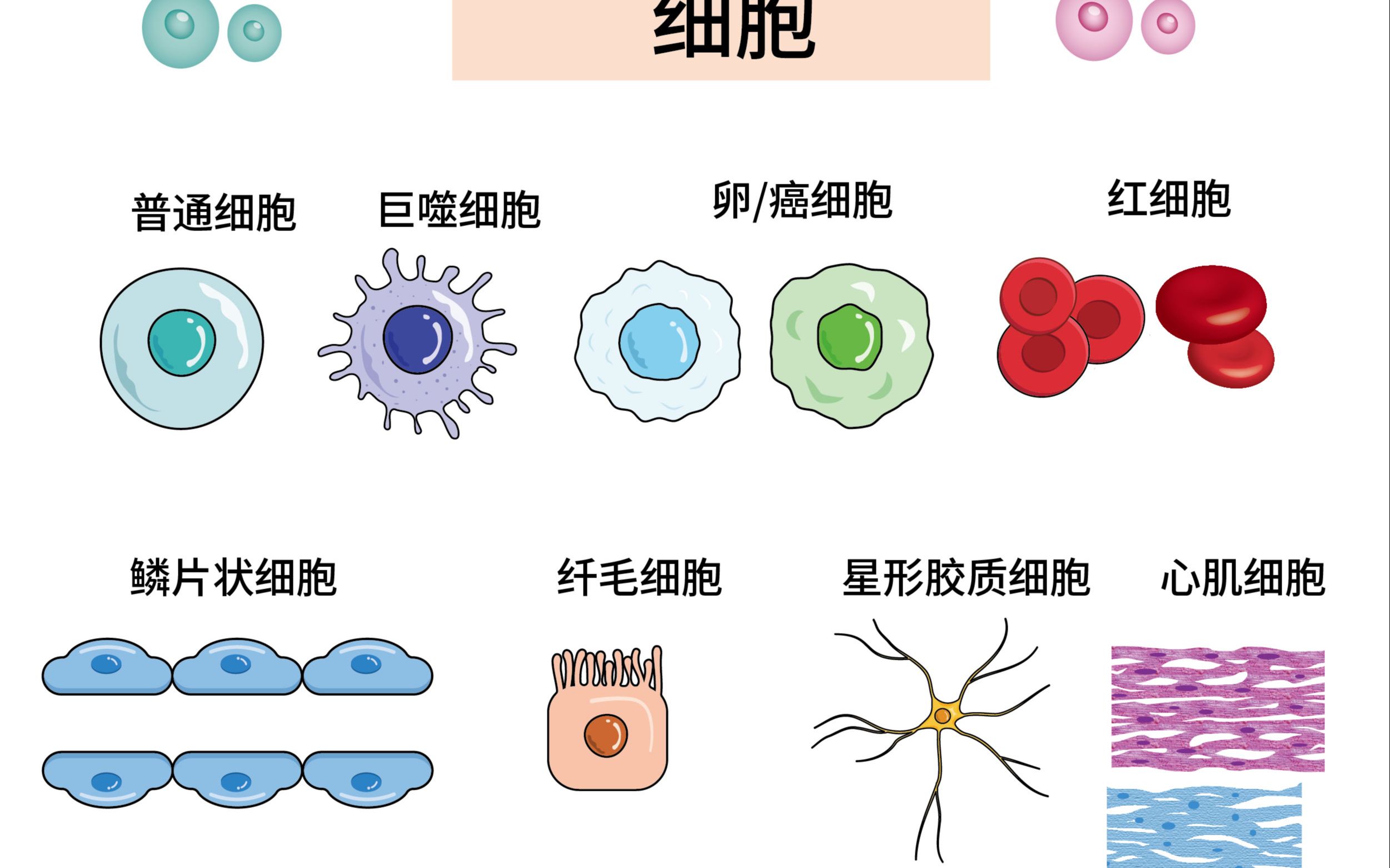 AI科研绘图细胞大作战哔哩哔哩bilibili