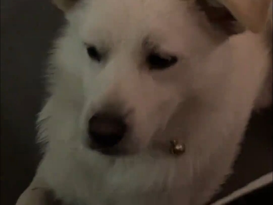 来财很无语 张大毛幸灾乐祸的表情藏不住了98