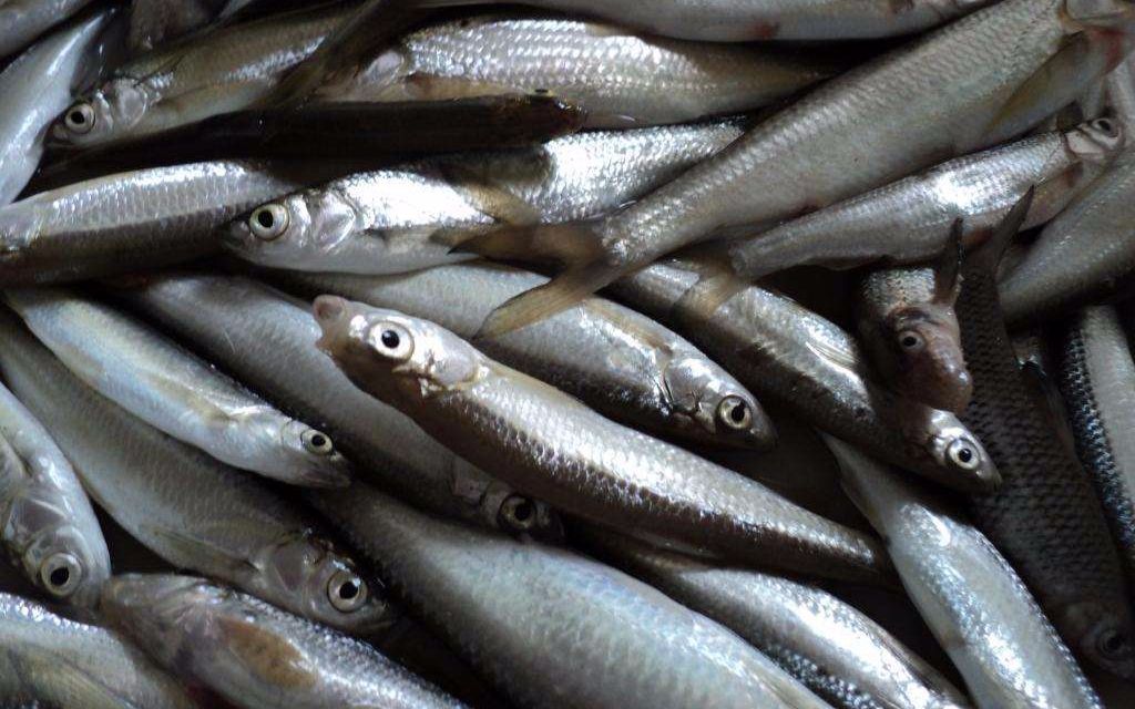 一米多的大白条鱼被大爷钓上来只为过瘾