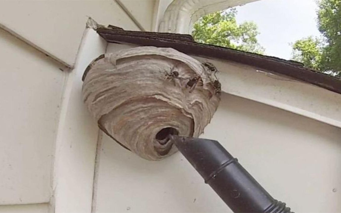 国外小伙拿吸尘器捅马蜂窝,意想不到的事情出现了,镜头记录全程