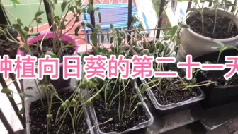 向日葵芽苗菜最经济实惠的种植方法 哔哩哔哩 Bilibili