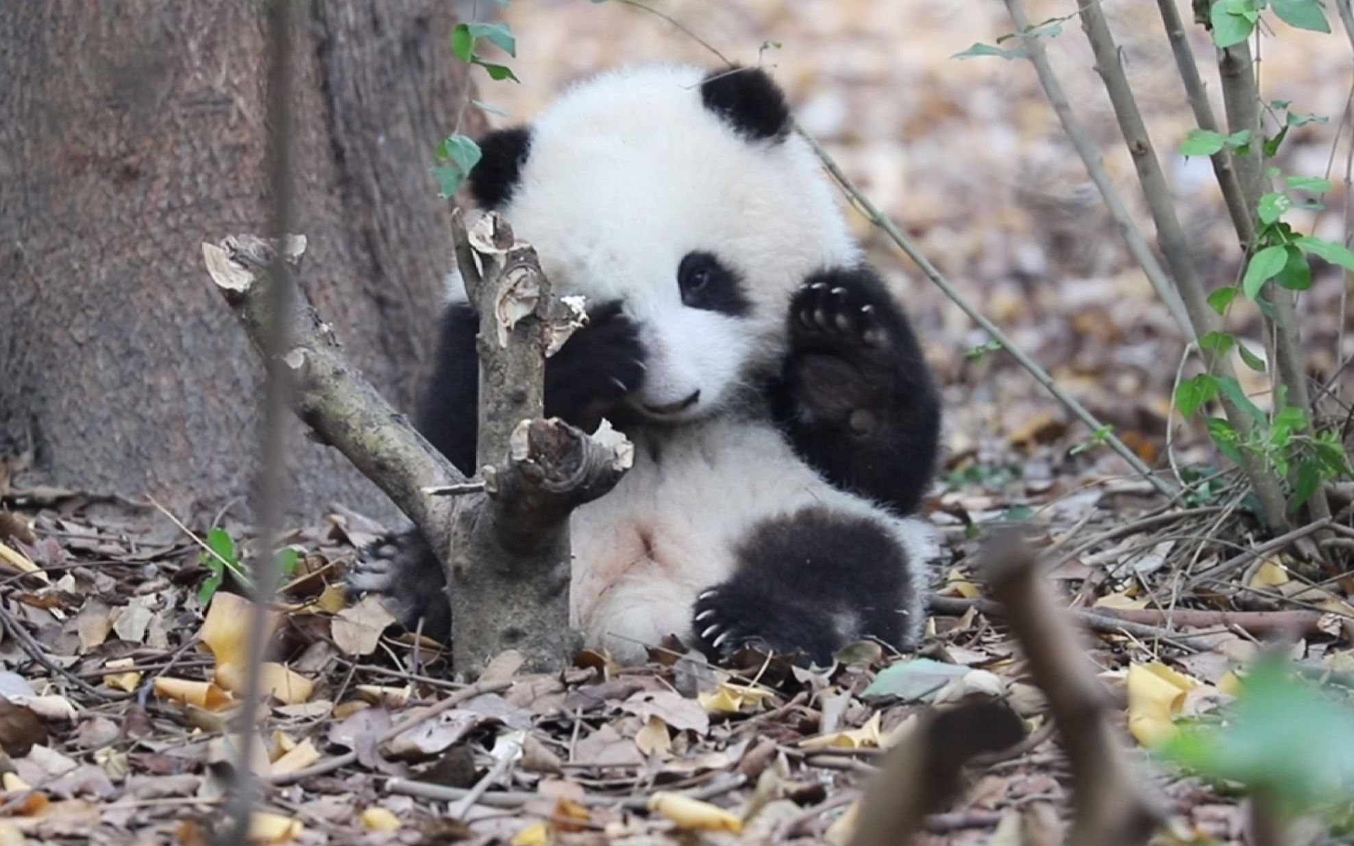 【大熊猫和花】揉眼睛的小花花,还举手打招呼,萌翻了