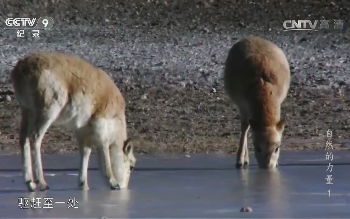 [图]《自然的力量》第一集 纵横 CCTV纪录