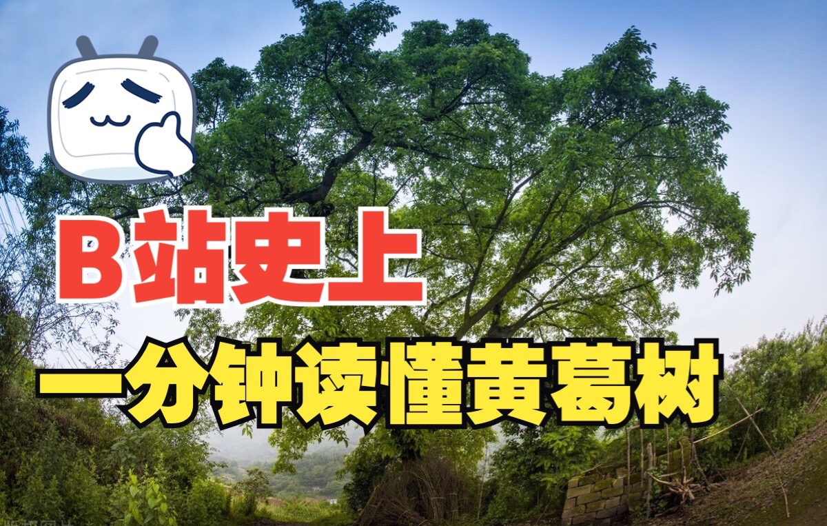 「植物图鉴」一分钟秒懂黄葛树哔哩哔哩bilibili