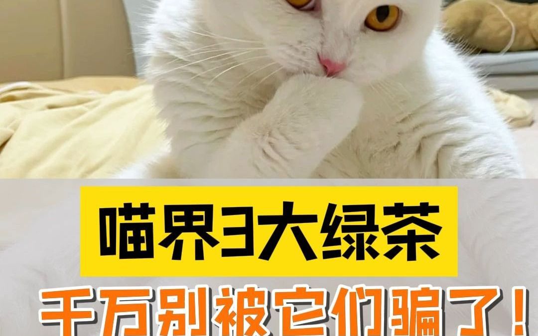 情侣千万别养的3种猫 影响感情!哔哩哔哩bilibili