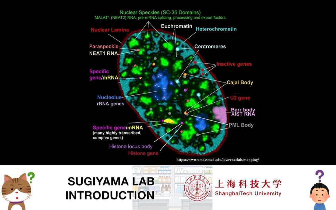 【Tomoyasu Sugiyama课题组】你的核体咋样啊?哔哩哔哩bilibili