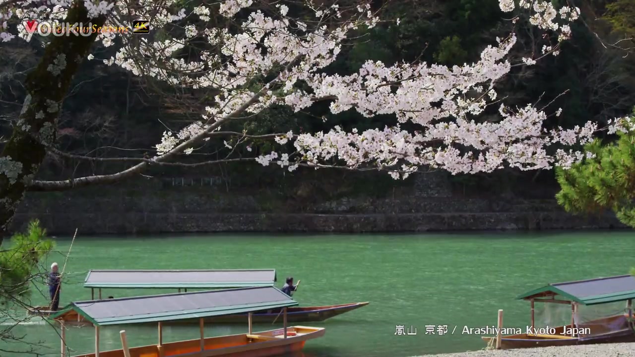 日本樱花风景精选合集第六弹哔哩哔哩bilibili