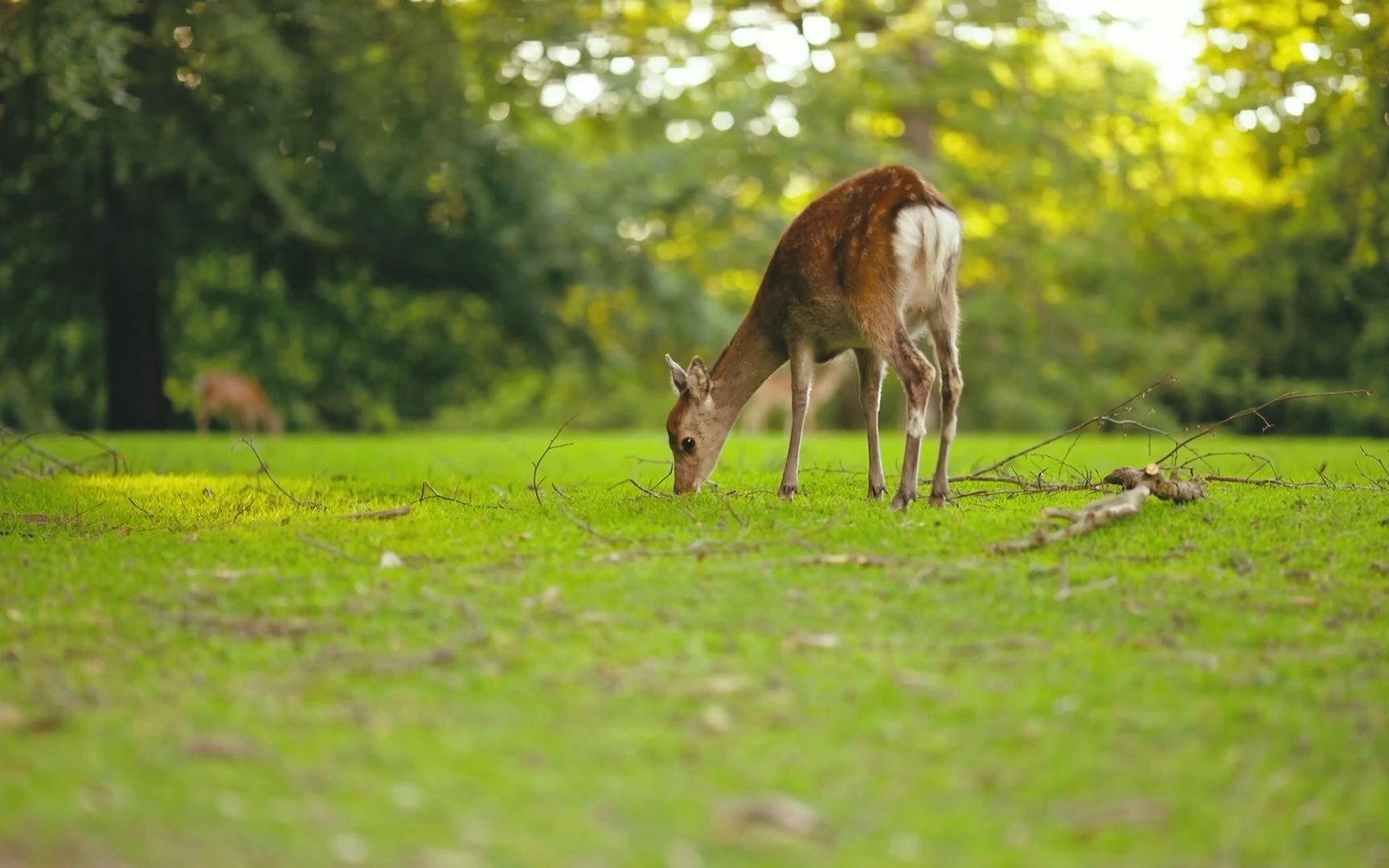 4k hdr 60fps dolby vision - colorfully dynamic animal 杜比视觉