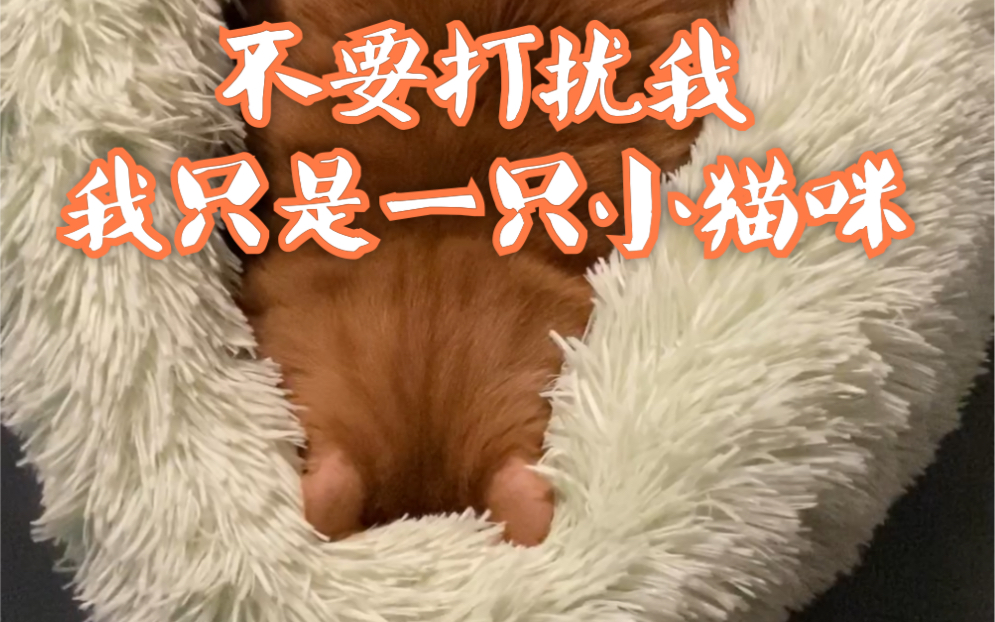 不要打扰我,我只是一只小猫咪