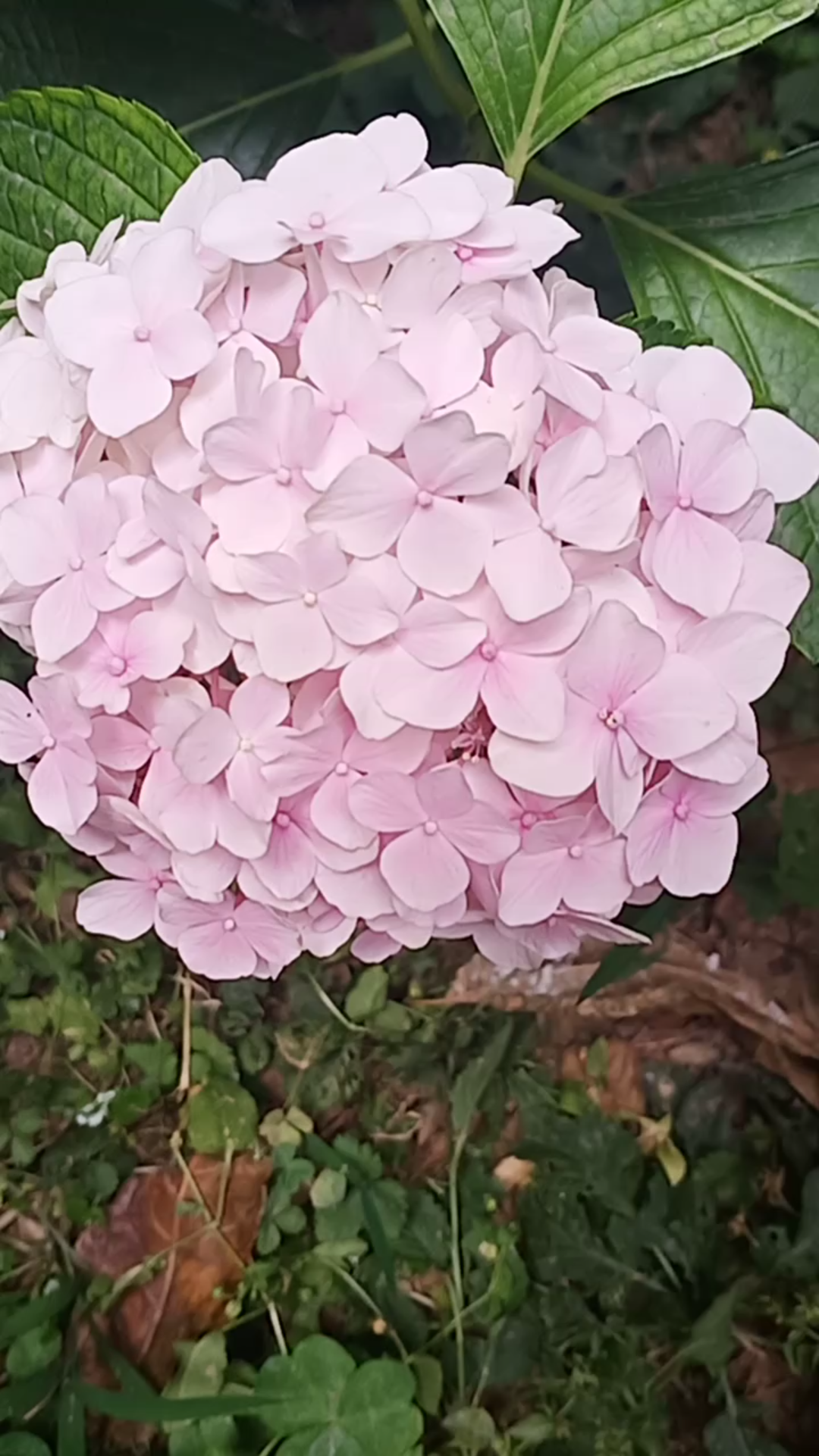 [图]多色绣球花