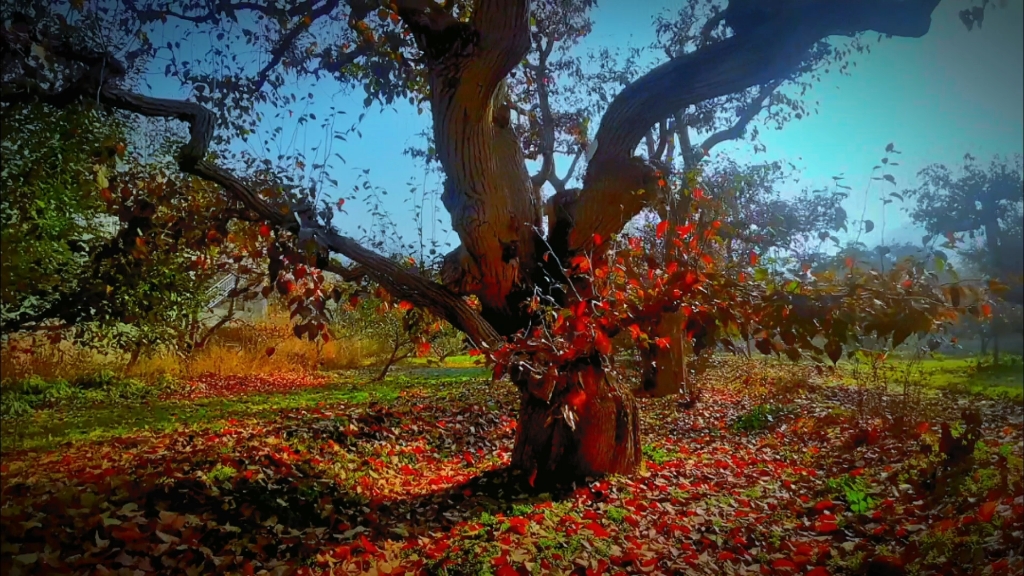 世界第一古梨园—什川梨园的古梨树 #三百年以上的梨树比比皆是,主干